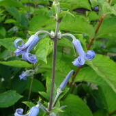 4d18070f05acc937a4d9bc6fa91cffe2