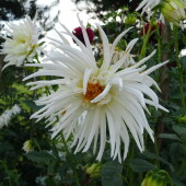 5fde614f1690417c8a691ec3cbbb83fb