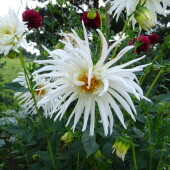 721b8e7a7f863542097ff8c9f44e934c