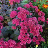 4571a1835ea4e801c739275a2df6143c