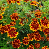 6d19ac6fc36b5e9dd80a08b74062bcb0