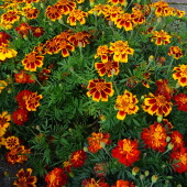 6fcfc4d953883f682def0e355e386413