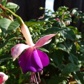 932c90084fba93306dc8d4c89bc94a56