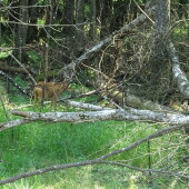 9de96e8b9649b36ebe09040260f046a6