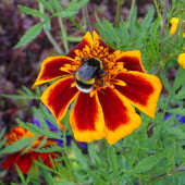 b39c22782dcdc490a1136429439dd885