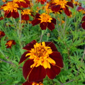 b75f9b2bc5705ca725ddeabaac3132e5