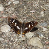 cd61841cbf114236759b9071923924b8