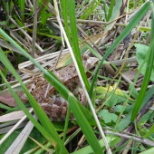 d2b2027103f4303beb318c6d20cde114