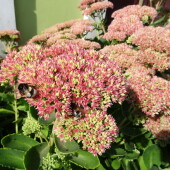 417836c2d4d5d99af75246e4c7ac1930