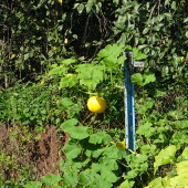 7fd054293325626d6b6f4ffe93ef564b