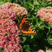 bacf6eccfe68b1c86d3664701160b3ff