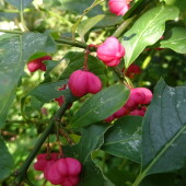 e0a77546a51efb919567f22205843234