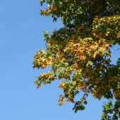 3771a48ceefd5a0d50ba34cbb1ac2030