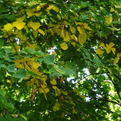 478f40a10780a39073078bfc75555bf2