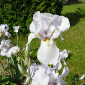 052f09db41fc8e33bfd7b70a5b250c64