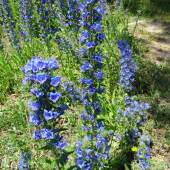 0a37b2c8b5ff03f25613a7446a320f07