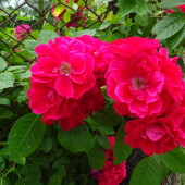 0fba7327d56ad1630bbfa0a2935622b0