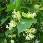 1cf607075974bcd863cf01422a964fdd