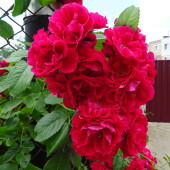 1d9c0df205200a3a6ac323498ea97b64