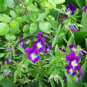 303b57d7009bba1b91ed15bedfa1d2f2