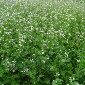 4b37052f14a9cce2f4809530558ac147