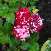 56d92ff9fa669c2233555825262e80a7