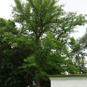 6a8af856b58591cff189576b362763f7