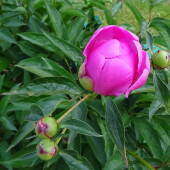 746b848c0590640b1eb2952276aaf07a