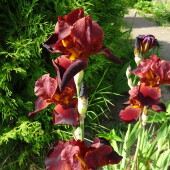 78862b110d4b16a6c1a67bfde17bb9d5