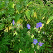 8a3b357fc7b211471175694e9646b961