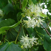 8c589843590f287006476db3f8a0c70f