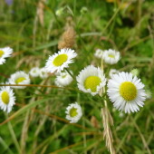 9183e606ef32118a541eb64ab9bbae4b