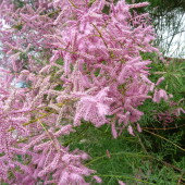 970ae45572cc19862cf4ce12214fb52a