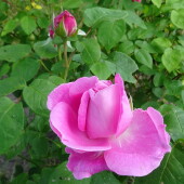 bc9c9fdf129c80667d3934e893c4578a