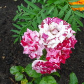 bfac5d3a77404950c6c3bd0c76ab6895