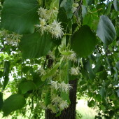 e72a357d491c37ddb26b259ffea17fcf