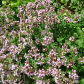 2043862ab9983e141520bb431c10e069