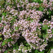 2c8e950c67438cc1312d6dec3ffa3bc5