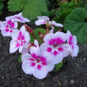 39c60f6f20868de55ff9c5832a170849