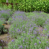 6b226c0073f12696a59bbe745faaa7f7