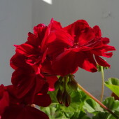 851c1b362339d4858b9e00a370e8f463