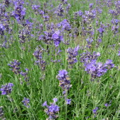 8bc9b019dc6dae8faa98eafb62108764