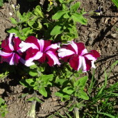 9a842f7e418583d4f552c07a9f412f04