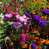 a4c445c1174848206d1a1eef768d324f