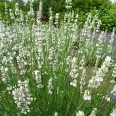 b28b9ee273d87fda266e9f9430fe74f8