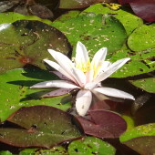 baff4cc052998b41432da56c831fc09b