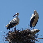 f36abd1d67780728a48ee06ece1b1448