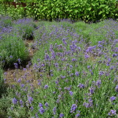 f8307298543218f6c320388fde4e861a