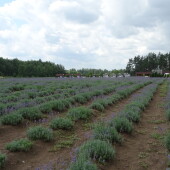 1b5e21ad155b91bcaca975ab9b7e25e5