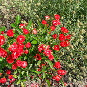 1d75b616c2304504e7294f5e03cde56c